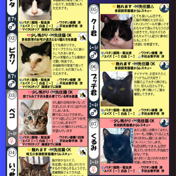 7月4日（土）「保護猫の譲渡会」参加猫一覧