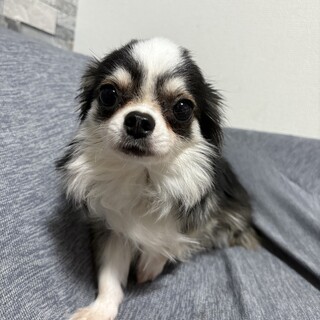 チワワ