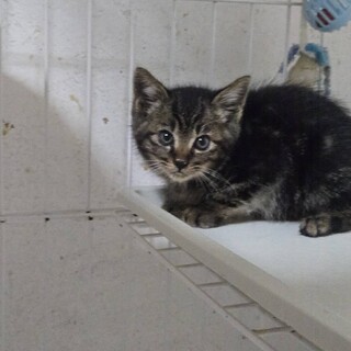 かわいい子猫、さっちゃん！