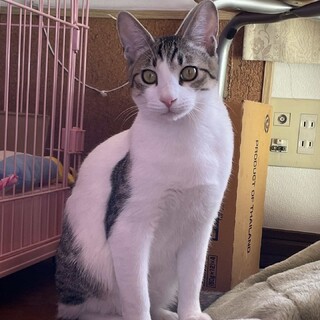 奥ゆかしく甘えたいグミくん
