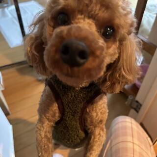 プードルの男の子