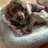 プードルの男の子 サムネイル2