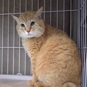 人馴れ頑張り中　誇り高きボス猫とらくん