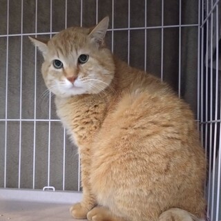 人馴れ頑張り中　誇り高きボス猫とらくん
