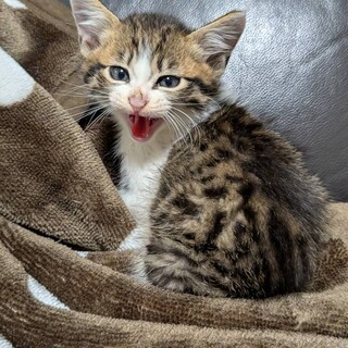 元気な子猫の男の子です！