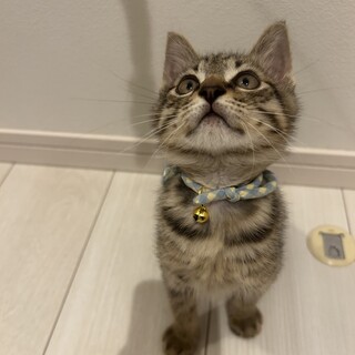 キジトラ鍵しっぽくん