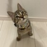 キジトラ鍵しっぽくん サムネイル2