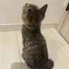 キジトラ鍵しっぽくん サムネイル3