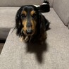 ペロワン
