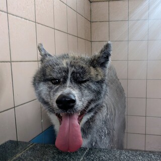 秋田犬の男の子/（2歳）の里親さんを募集します