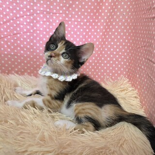 ヒマラヤンの保護猫里親募集情報 :: ペットのおうち【里親決定30万頭！】