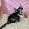 甘えん坊♡﻿でもオモチャは譲らない！メロディ♡ サムネイル2