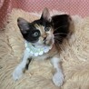 甘えん坊♡﻿でもオモチャは譲らない！メロディ♡ サムネイル3