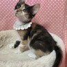 甘えん坊♡﻿でもオモチャは譲らない！メロディ♡ サムネイル4