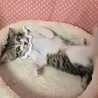 大きなお耳のおしとやかお嬢様♡﻿マリン♡﻿ サムネイル4
