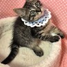 ワイルドなイケメン王子♡﻿アクア♡﻿ サムネイル2