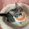 食いしん坊な元気爆発ガール♡アリア♡ サムネイル1