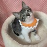 食いしん坊な元気爆発ガール♡アリア♡ サムネイル2