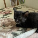 黒猫　生後1ヶ月