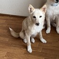 少しづつ人馴れ中、優しい女の子