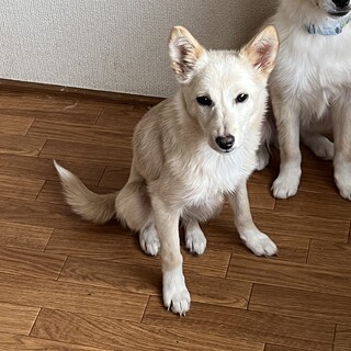 少しづつ人馴れ中、優しい女の子