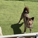 元野犬の男の子
