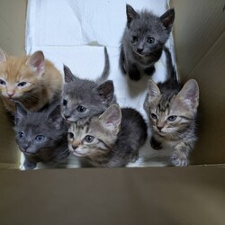 保護猫の譲渡会を開催します！