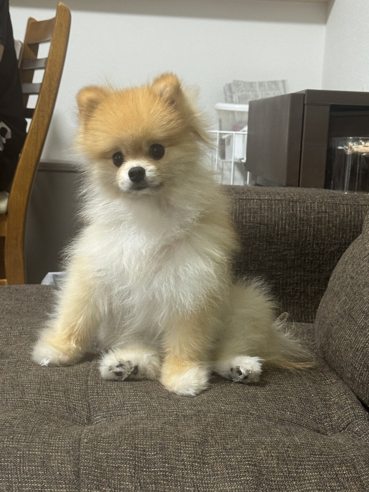 ポメラニアン　リソース　8枚 5歳ポメラニアン 誰にで」静岡県 - 犬の里親募集(544110) 1枚目の
