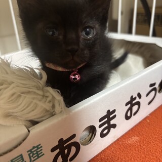 トライアル中！まりおくん