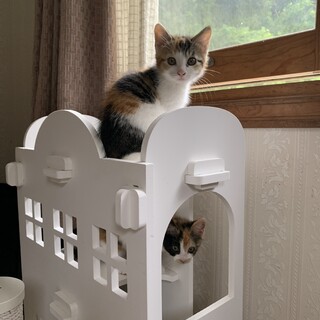 甘えん坊の三毛猫ちゃん
