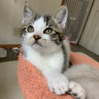 お膝大好きな甘えん坊君