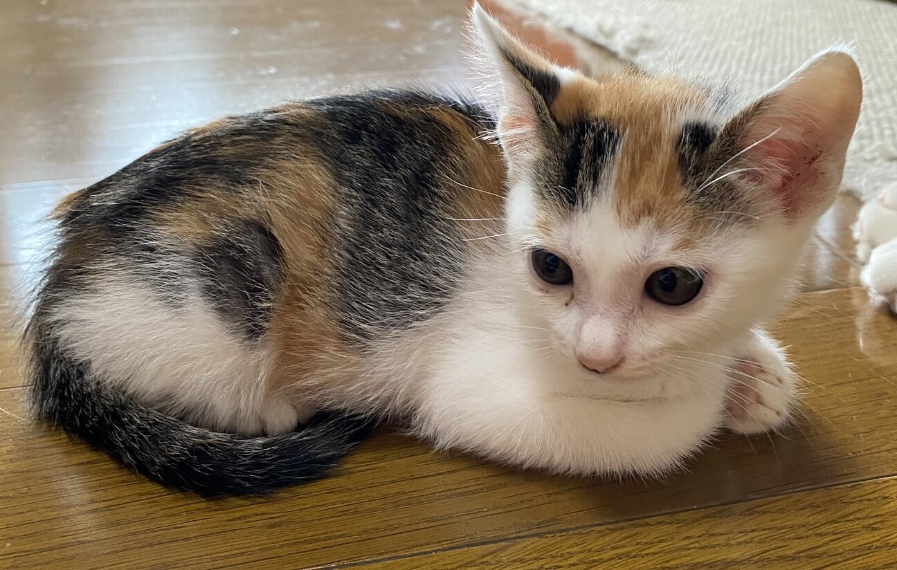 三毛猫ケイちゃん 甘えっ子で人がダイスキの写真