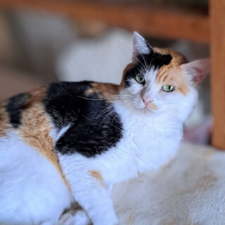 シニア◼️毛並み良し三毛猫◼️スミレ
