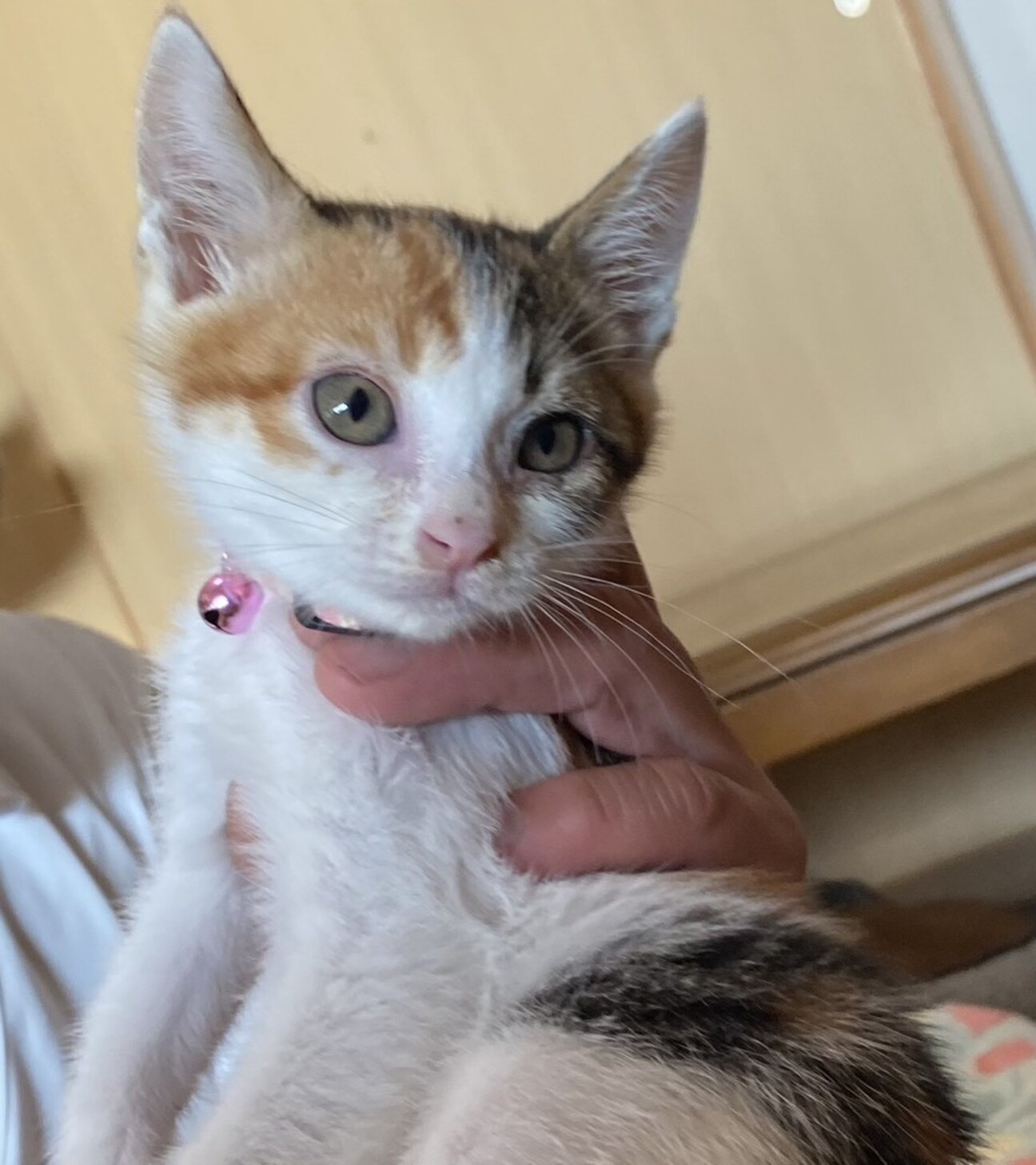 三毛猫ミーちゃん ケイと一緒ならなんでもできるの写真