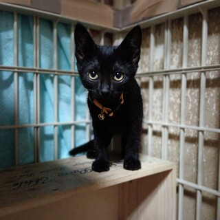 黒猫トリオ♡ 生後1ヶ月半」東京都 - 猫の里親募集(543962) :: ペット
