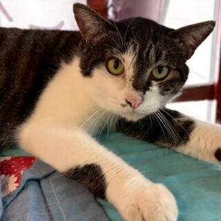 猫なのに！あらいぐまくん
