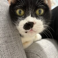 もちの