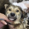 ワイルドな男前の【ジュエル】くん サムネイル2
