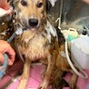 ワイルドな男前の【ジュエル】くん サムネイル4