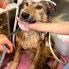 ワイルドな男前の【ジュエル】くん サムネイル6