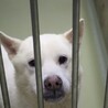 紀州犬風のかっこいい【澄春（すばる）】くん サムネイル7