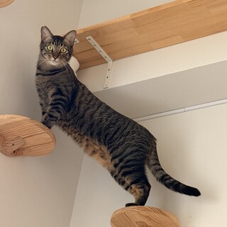 凛とした美猫　ティくん