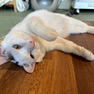 大きい甘えん坊男子！とっとりくん