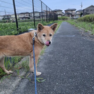 シニアのジジちゃん