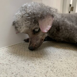 シニアのマロちゃん