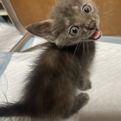 シャム系子猫きょうだい⭐︎おきなわ美ら猫❤譲渡会 in 天白区一軒家会場 サムネイル3