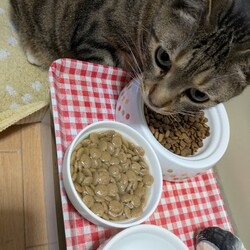 「夏のおなすの様子」サムネイル3