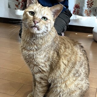 ※永年預かり対象猫【まーちゃん♀】茶トラ猫