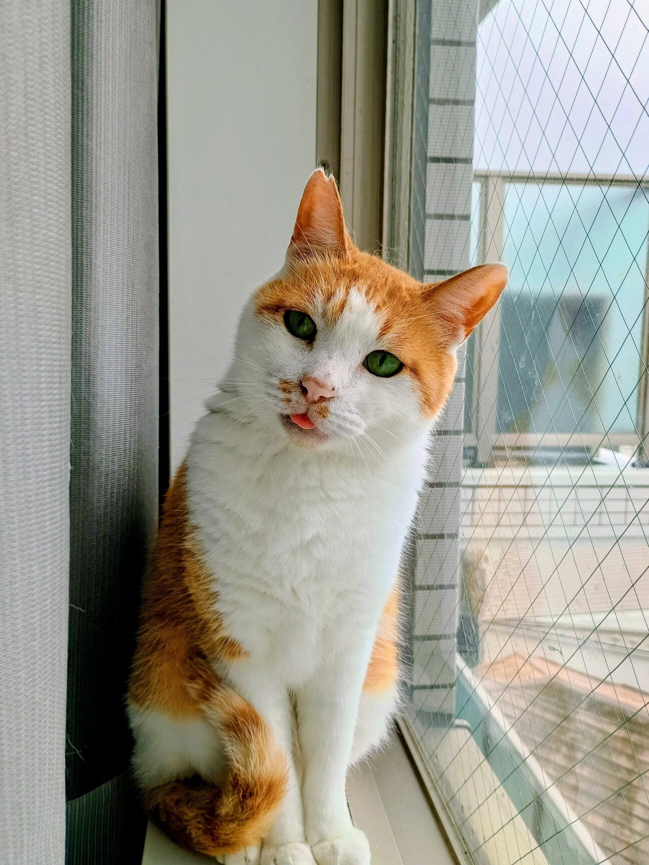 静かなオレンジ猫、三太くん」東京都 - 猫の里親募集(544177