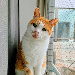 静かなオレンジ猫、三太くん」東京都 - 猫の里親募集(544177) 1枚目の